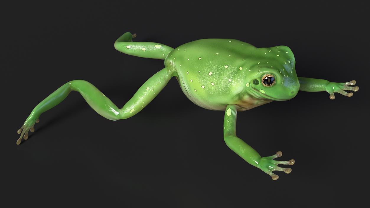 Ranoidea Caerulea Frog 3D