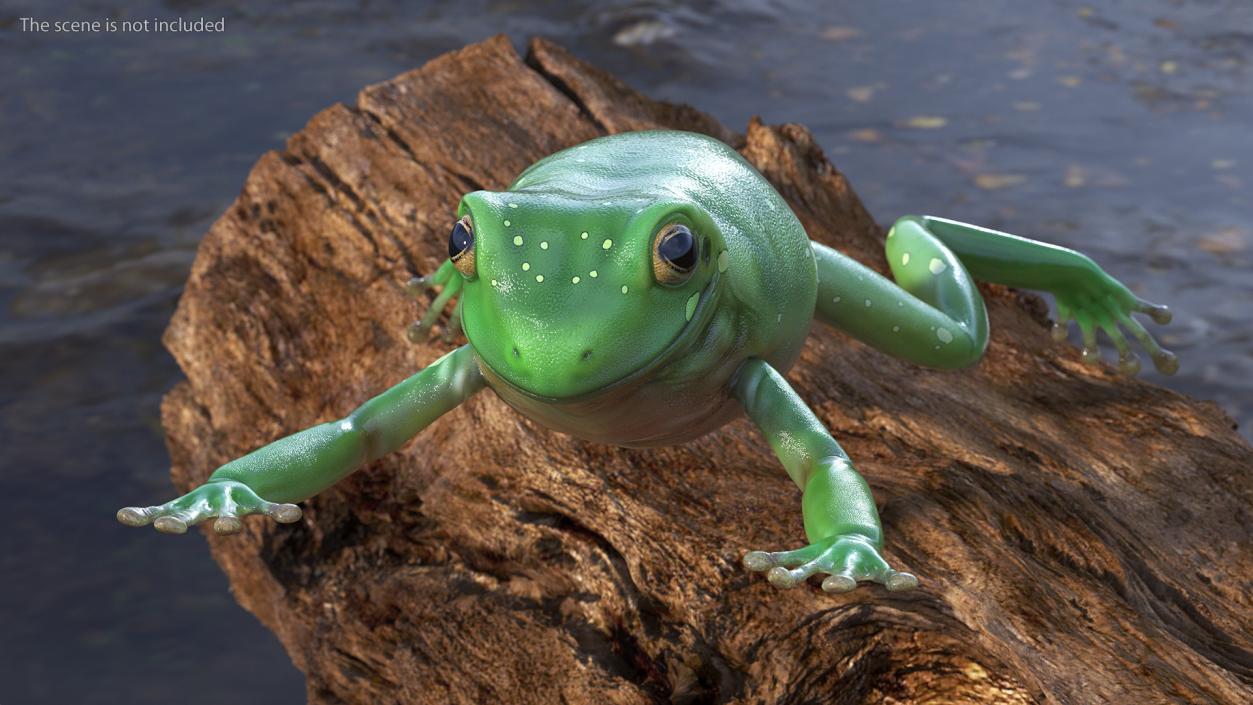 Ranoidea Caerulea Frog 3D