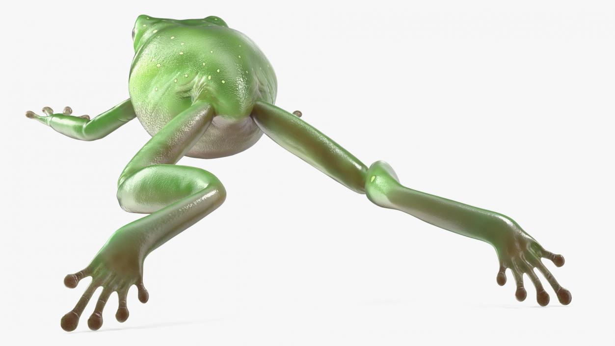 Ranoidea Caerulea Frog 3D