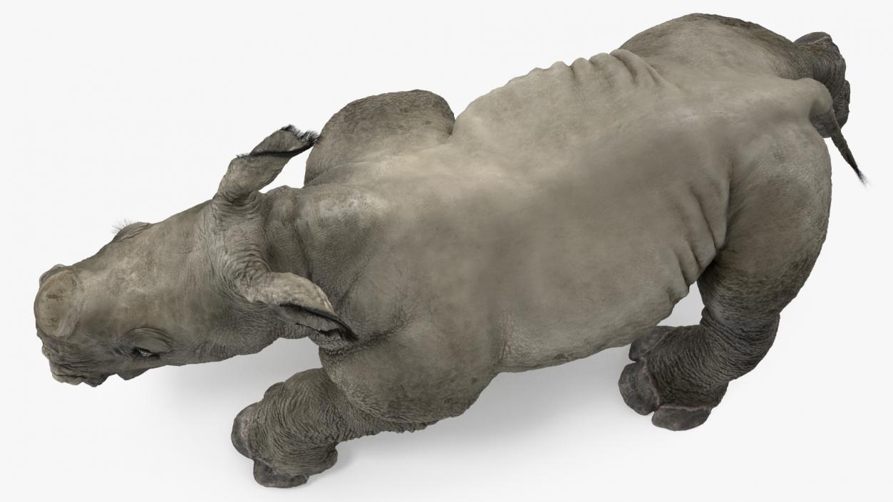 Rhino Baby Walking Pose Fur 3D