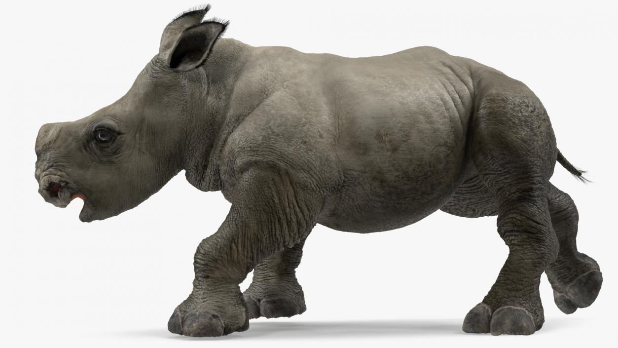 Rhino Baby Walking Pose Fur 3D