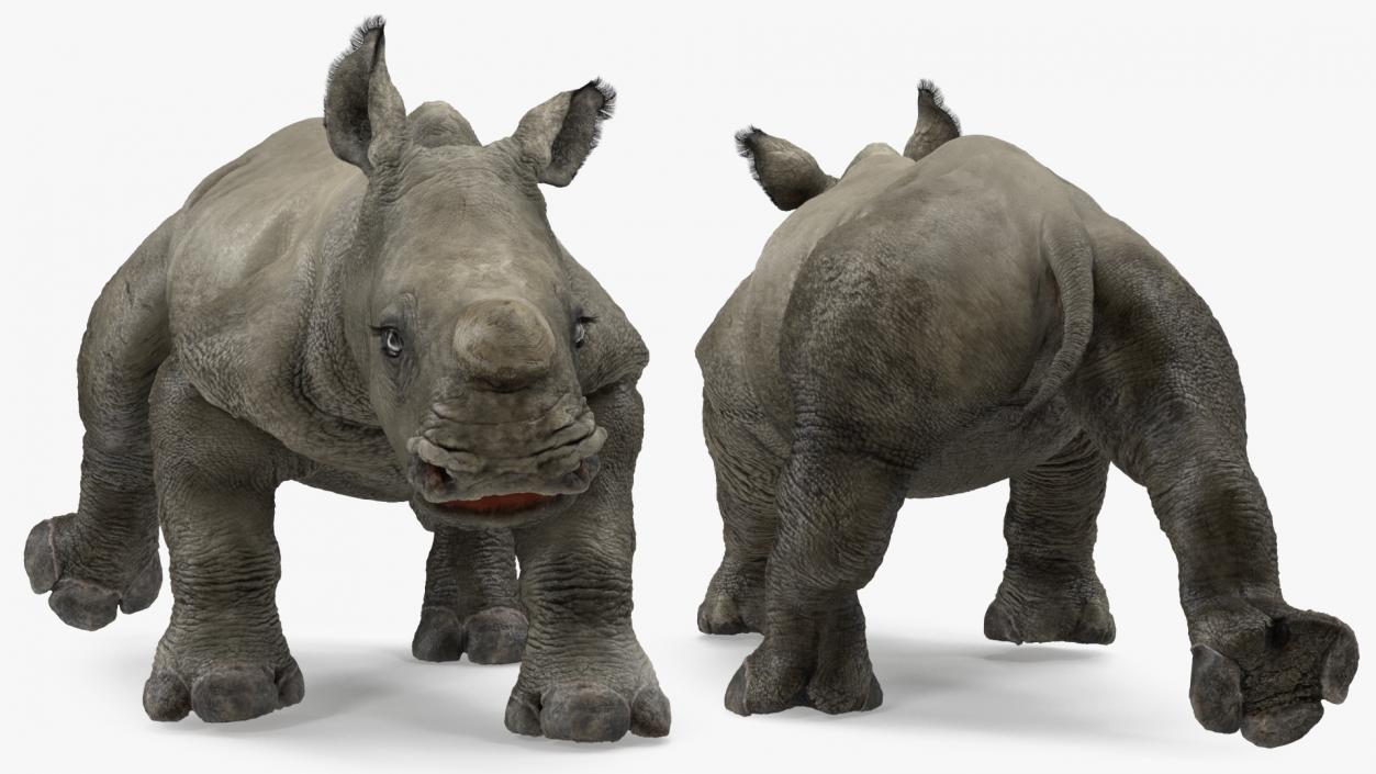 Rhino Baby Walking Pose Fur 3D