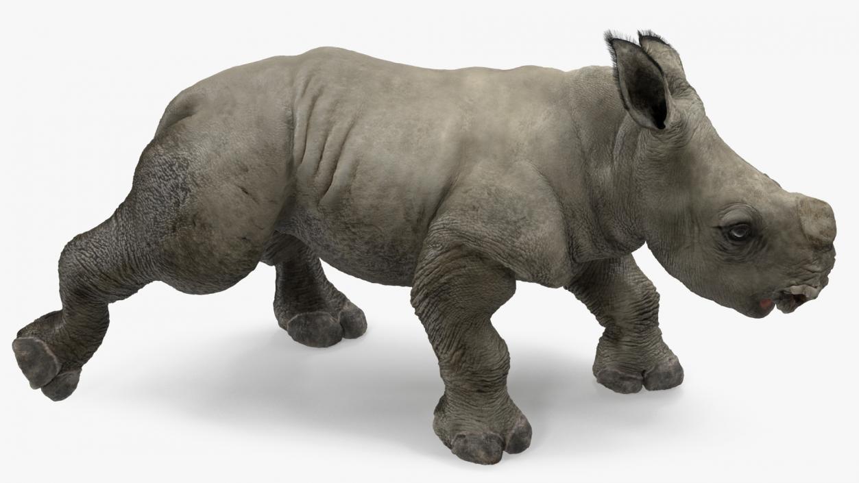 Rhino Baby Walking Pose Fur 3D