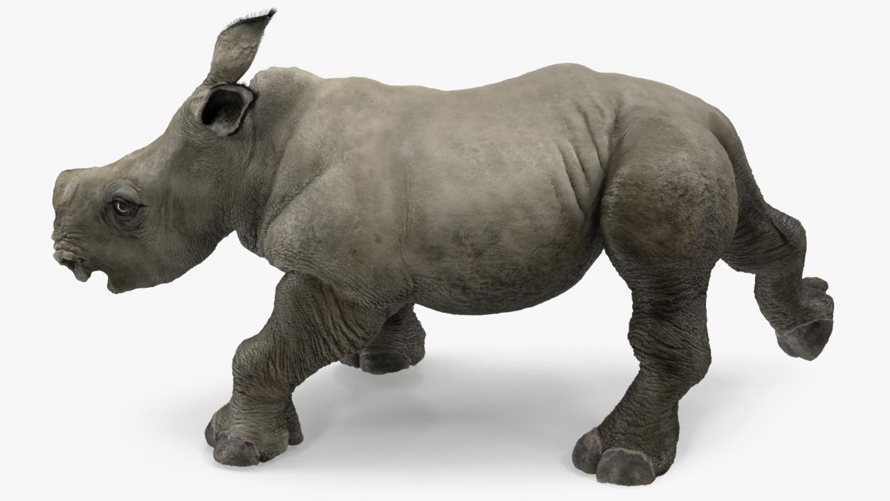 Rhino Baby Walking Pose Fur 3D