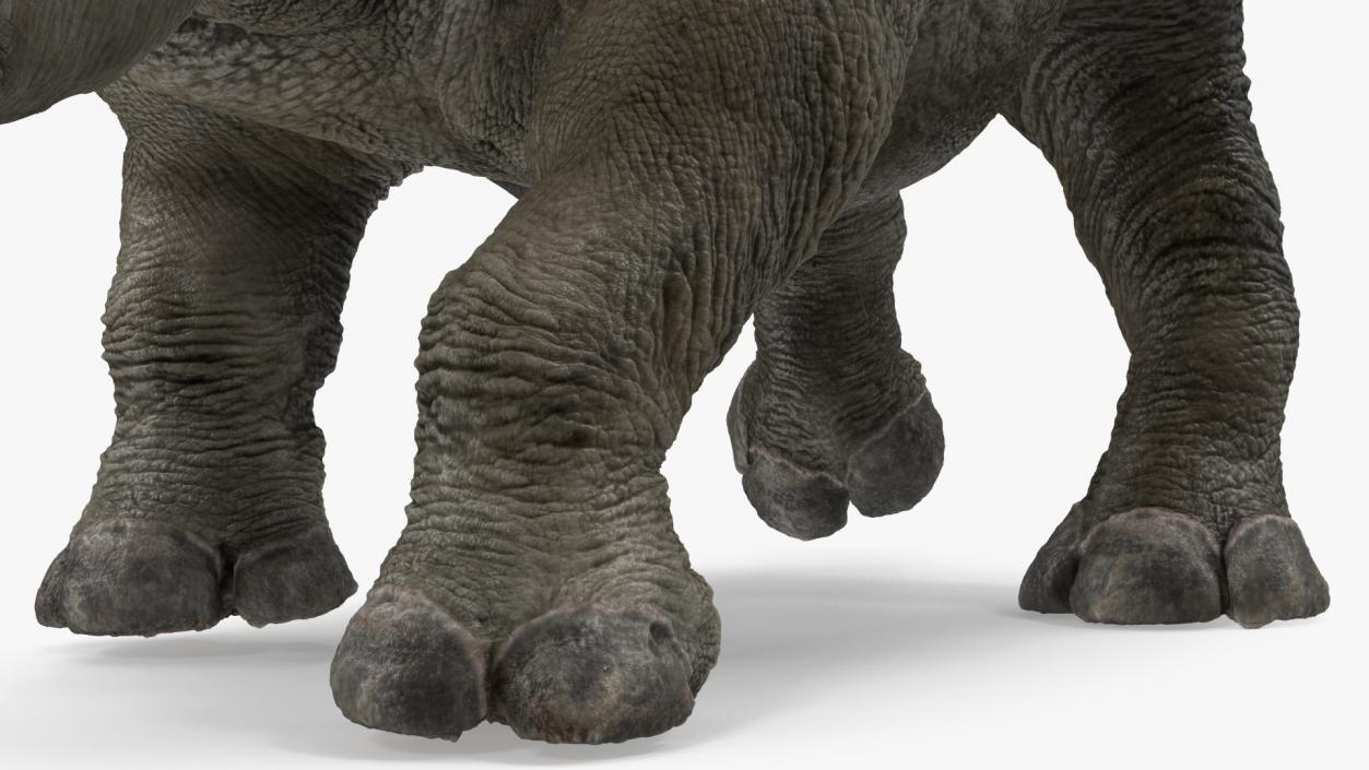 Rhino Baby Walking Pose Fur 3D