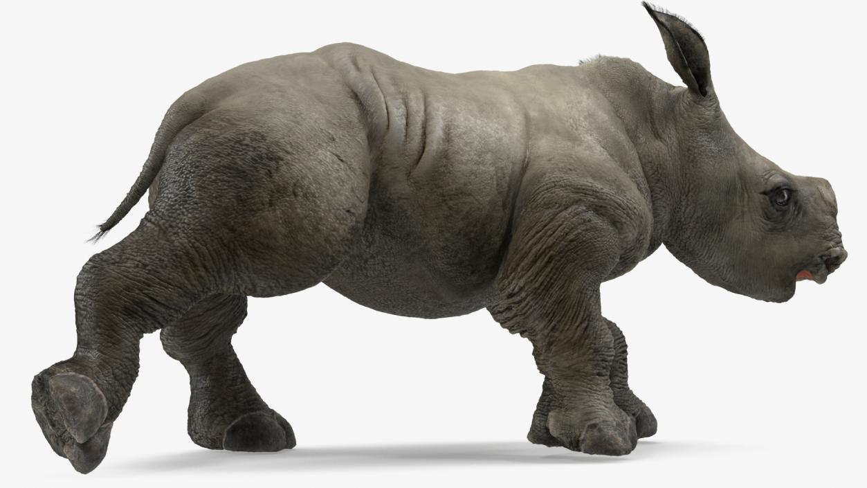 Rhino Baby Walking Pose Fur 3D