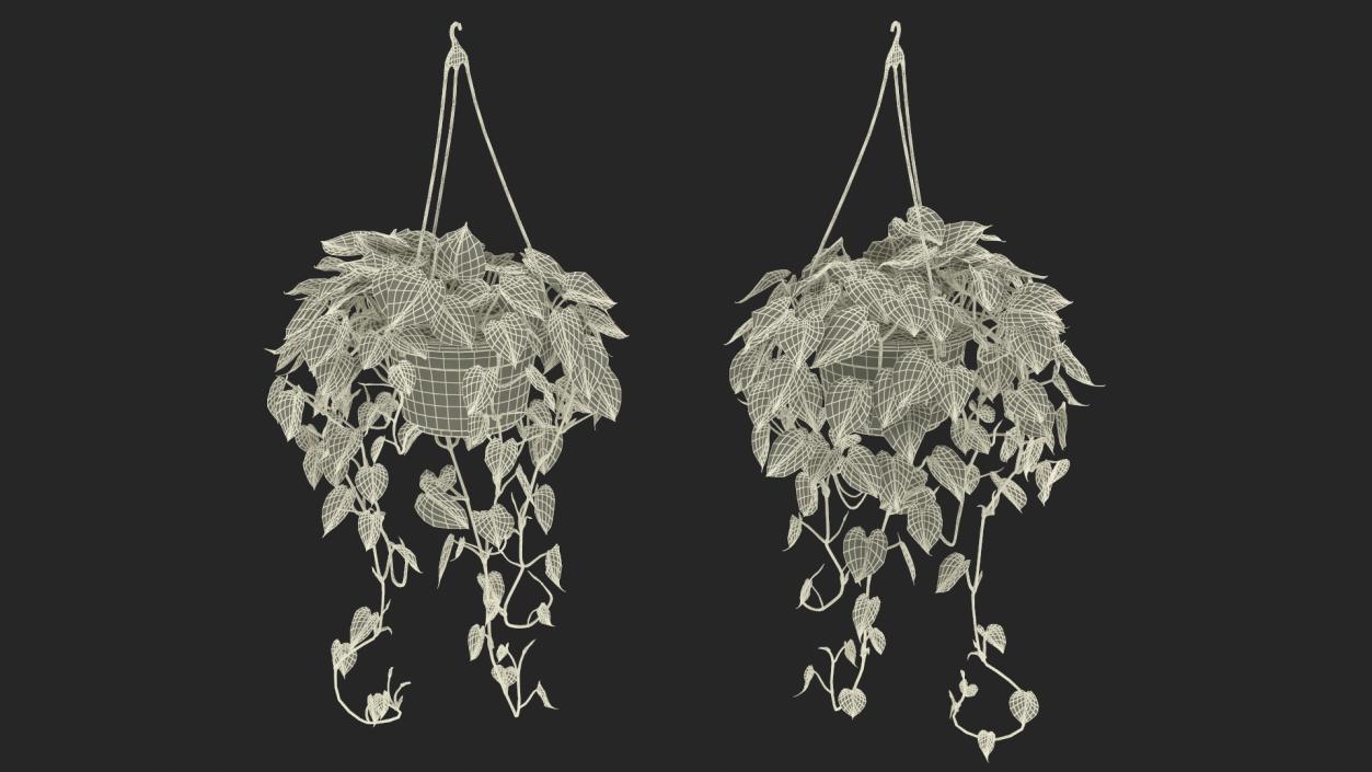 3D model Plant in Hanging Pot