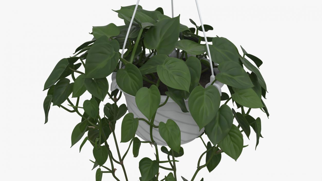 3D model Plant in Hanging Pot