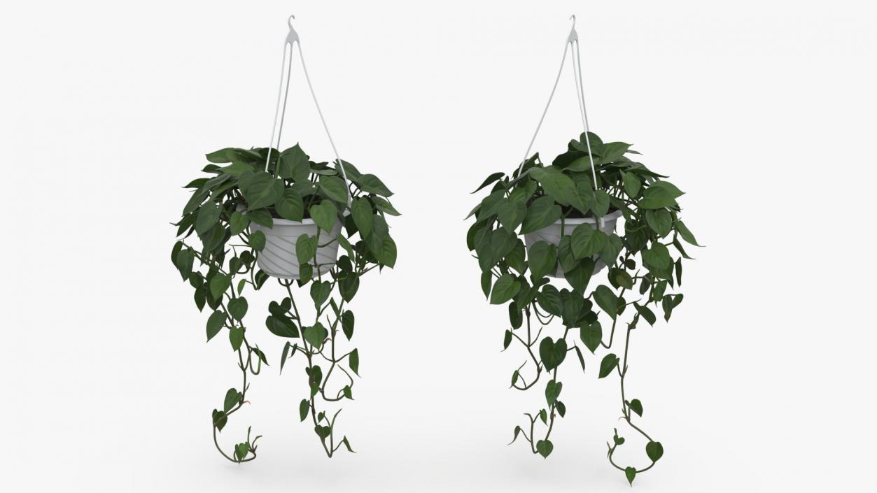 3D model Plant in Hanging Pot