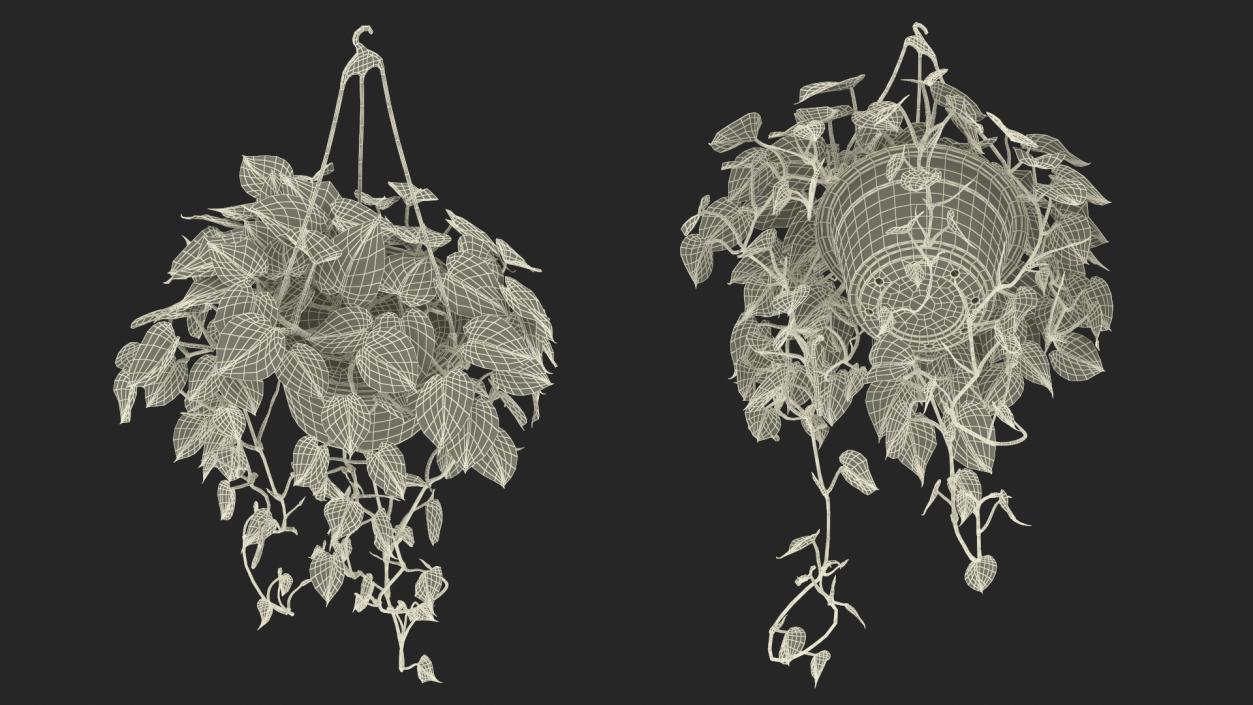 3D model Plant in Hanging Pot