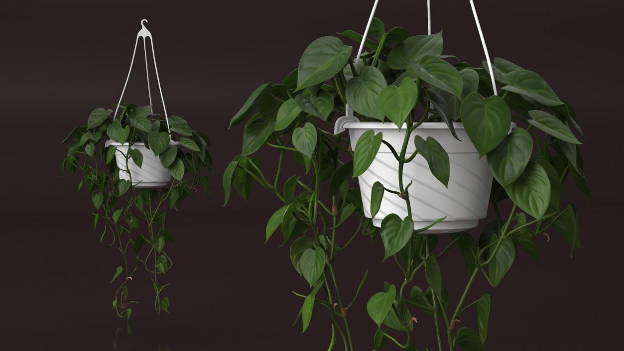 3D model Plant in Hanging Pot