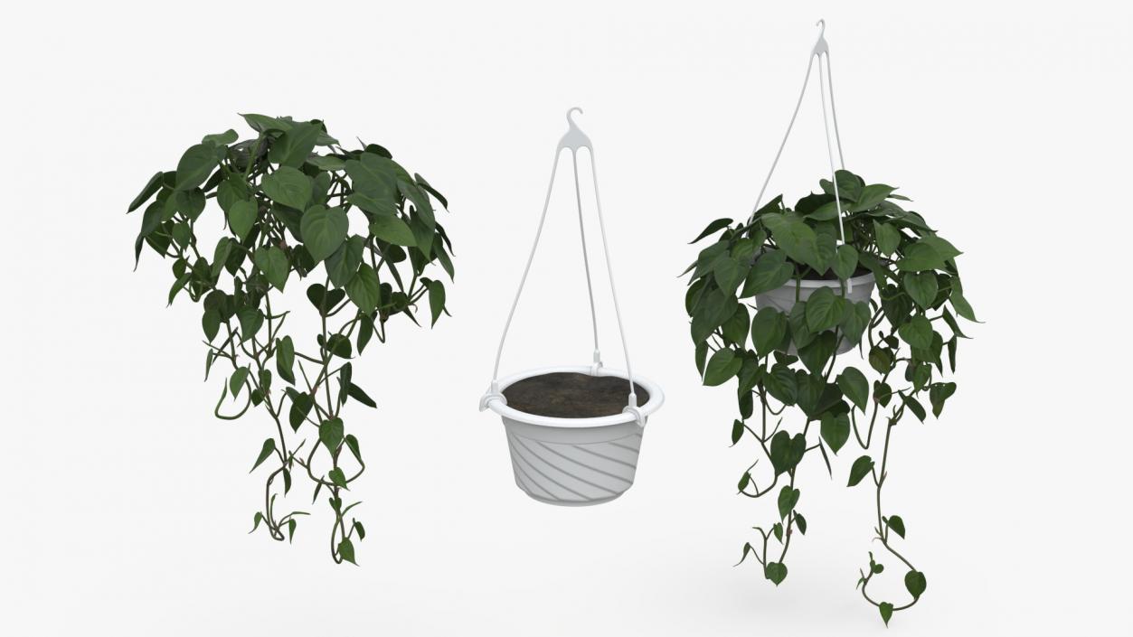 3D model Plant in Hanging Pot