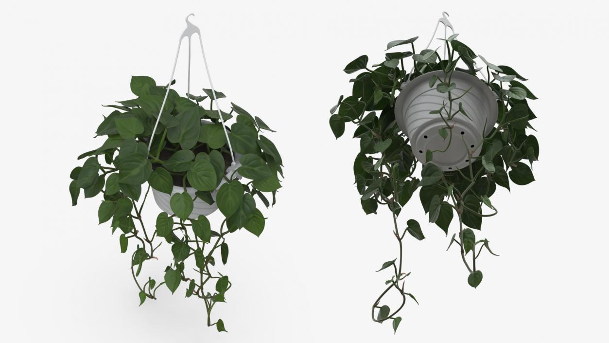 3D model Plant in Hanging Pot