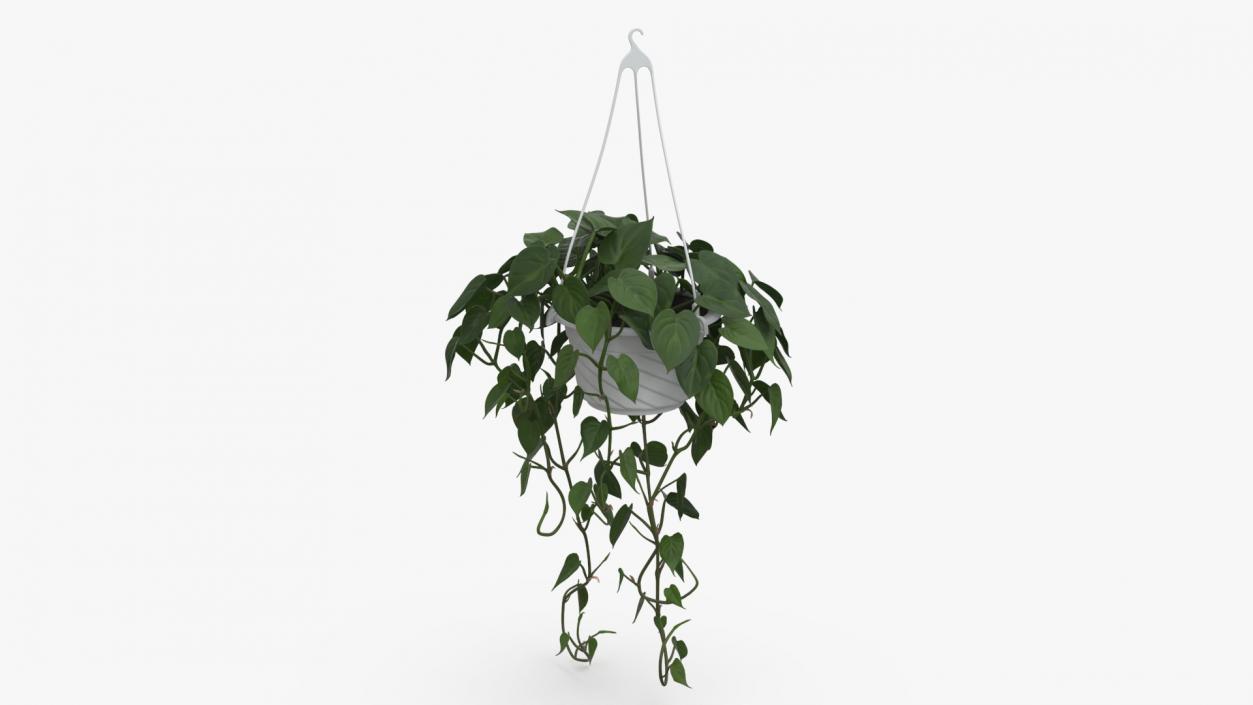 3D model Plant in Hanging Pot