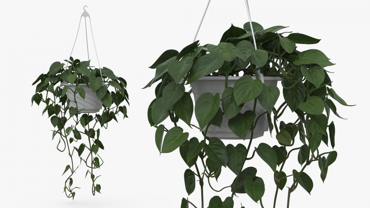 3D model Plant in Hanging Pot