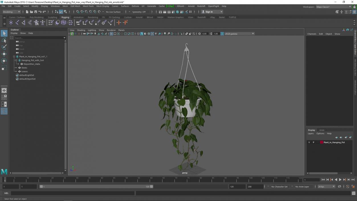 3D model Plant in Hanging Pot