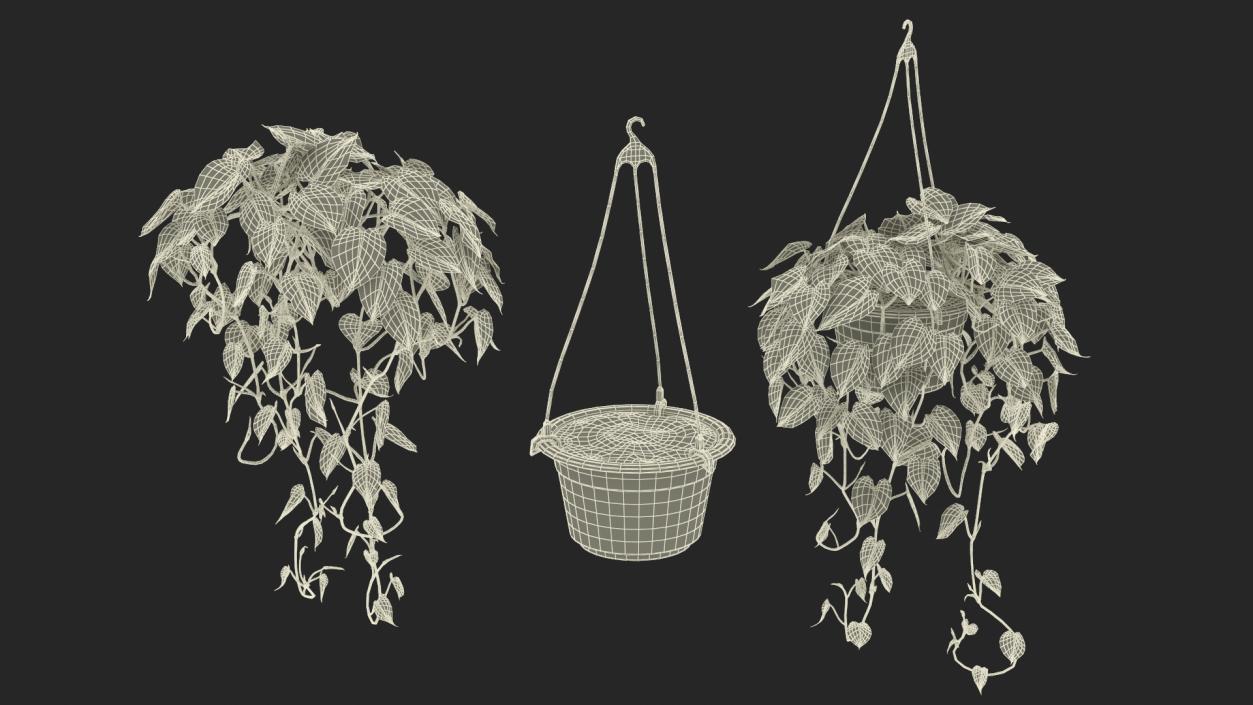 3D model Plant in Hanging Pot