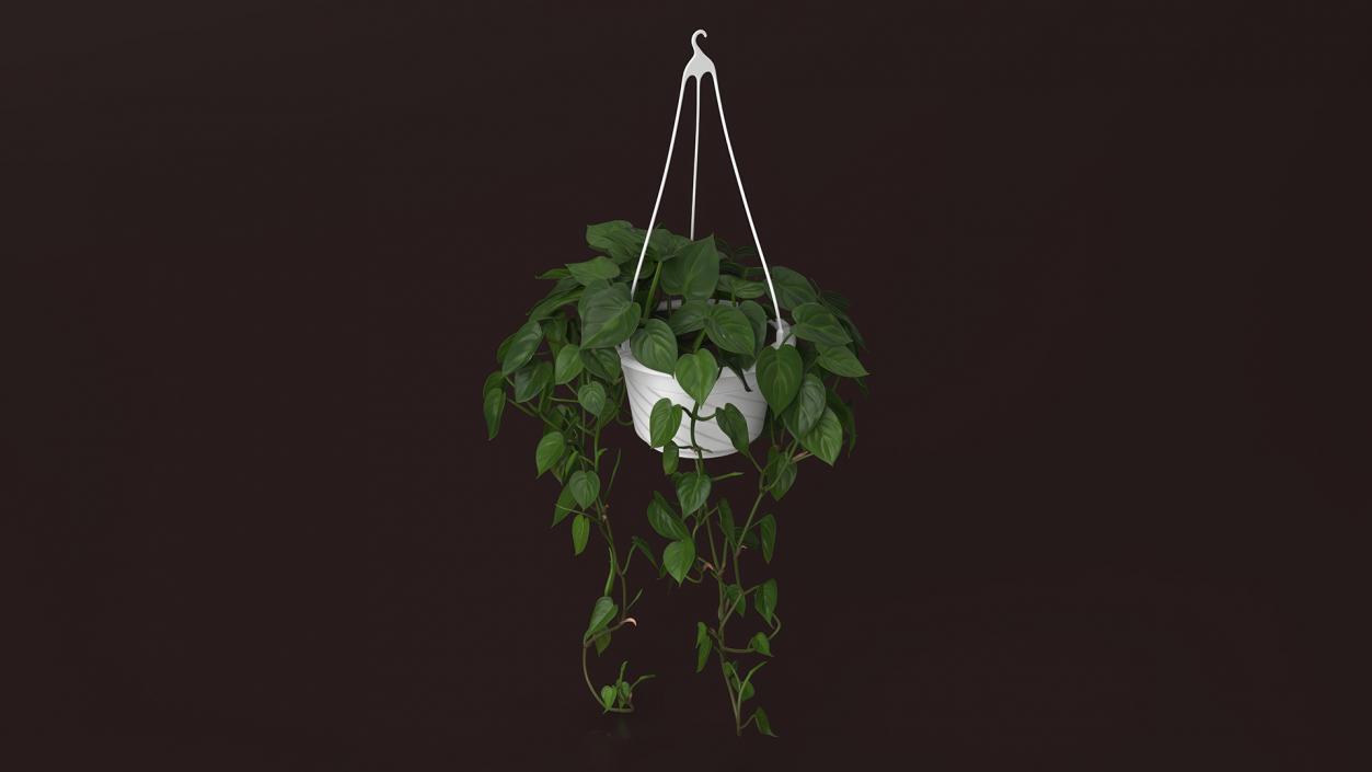 3D model Plant in Hanging Pot