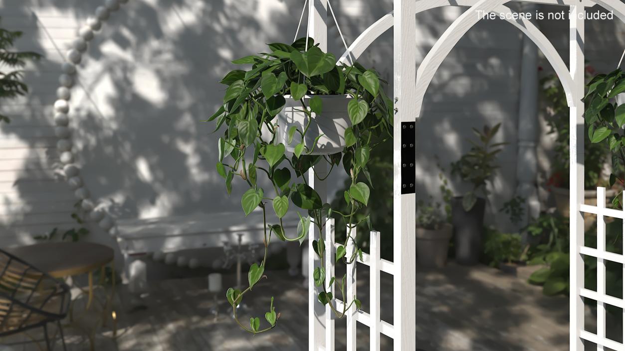 3D model Plant in Hanging Pot