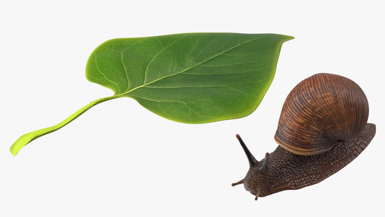 Garden Snail Crawls on a Leaf 3D model