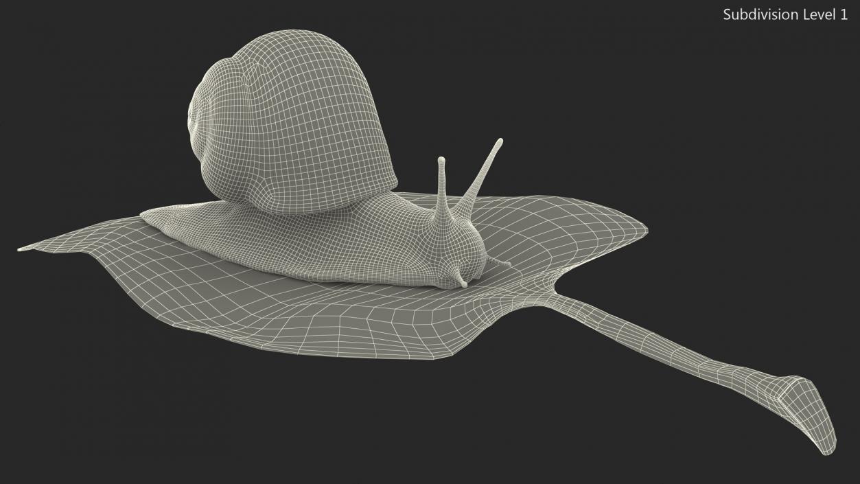 Garden Snail Crawls on a Leaf 3D model