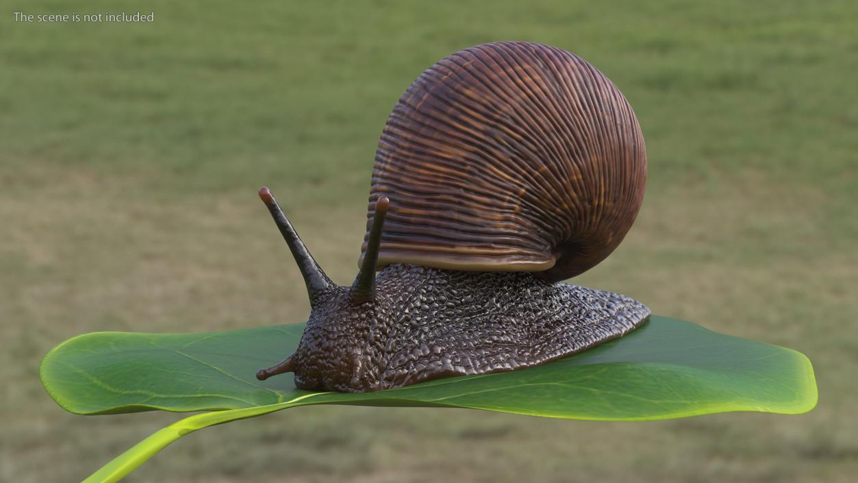 Garden Snail Crawls on a Leaf 3D model