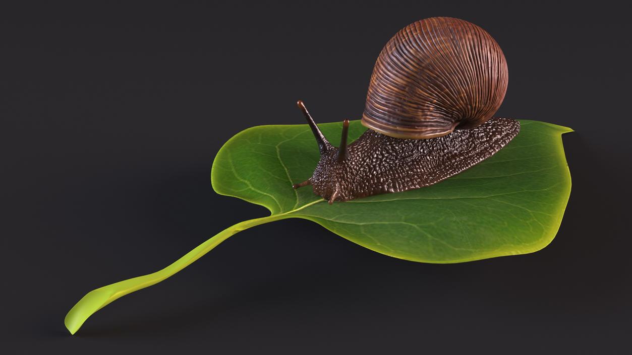 Garden Snail Crawls on a Leaf 3D model