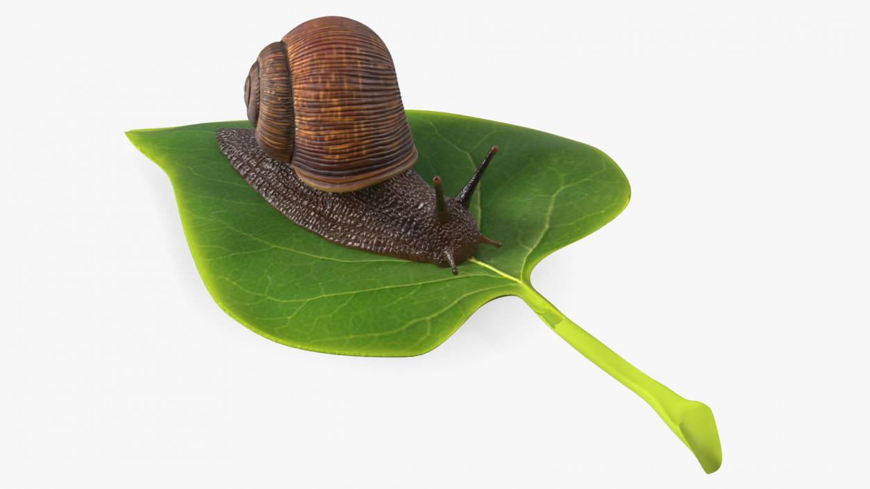 Garden Snail Crawls on a Leaf 3D model