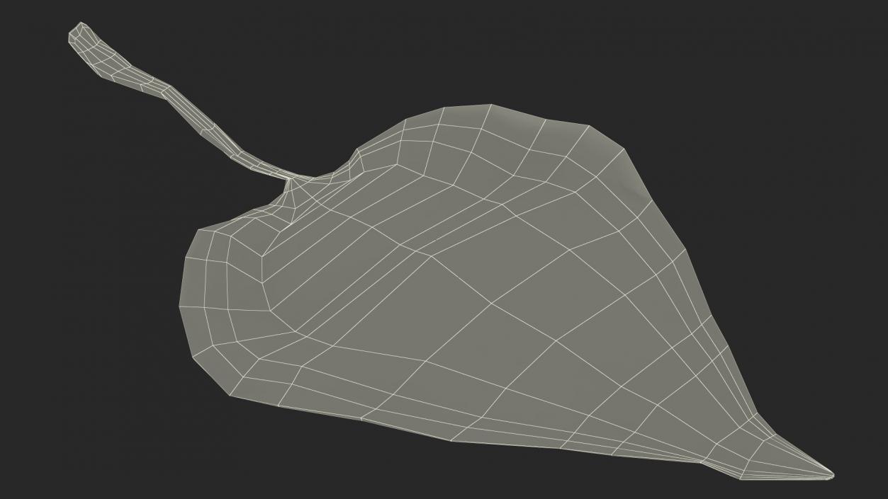 Garden Snail Crawls on a Leaf 3D model