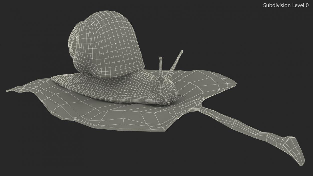 Garden Snail Crawls on a Leaf 3D model