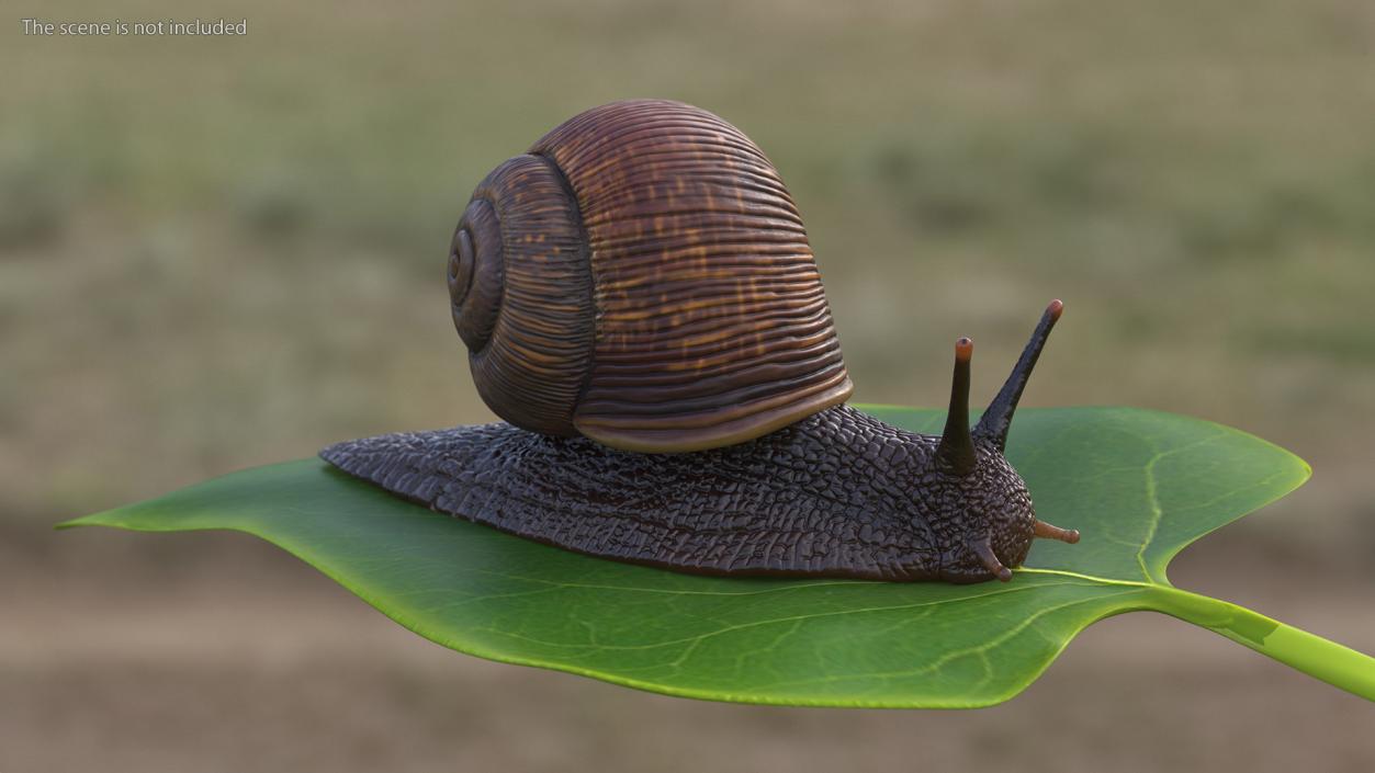 Garden Snail Crawls on a Leaf 3D model