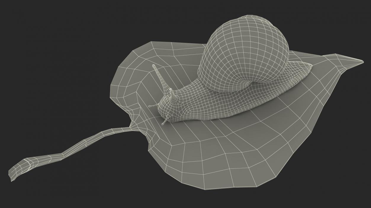 Garden Snail Crawls on a Leaf 3D model