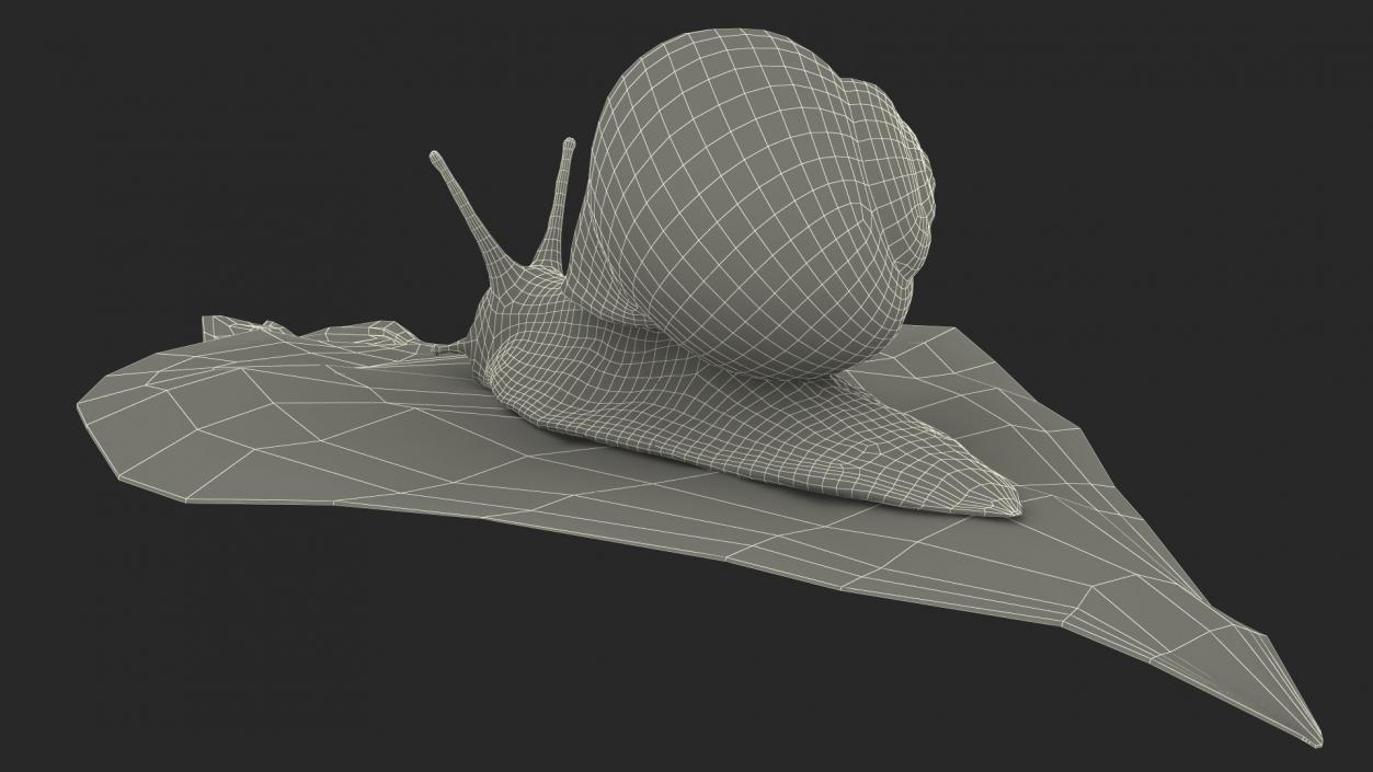 Garden Snail Crawls on a Leaf 3D model