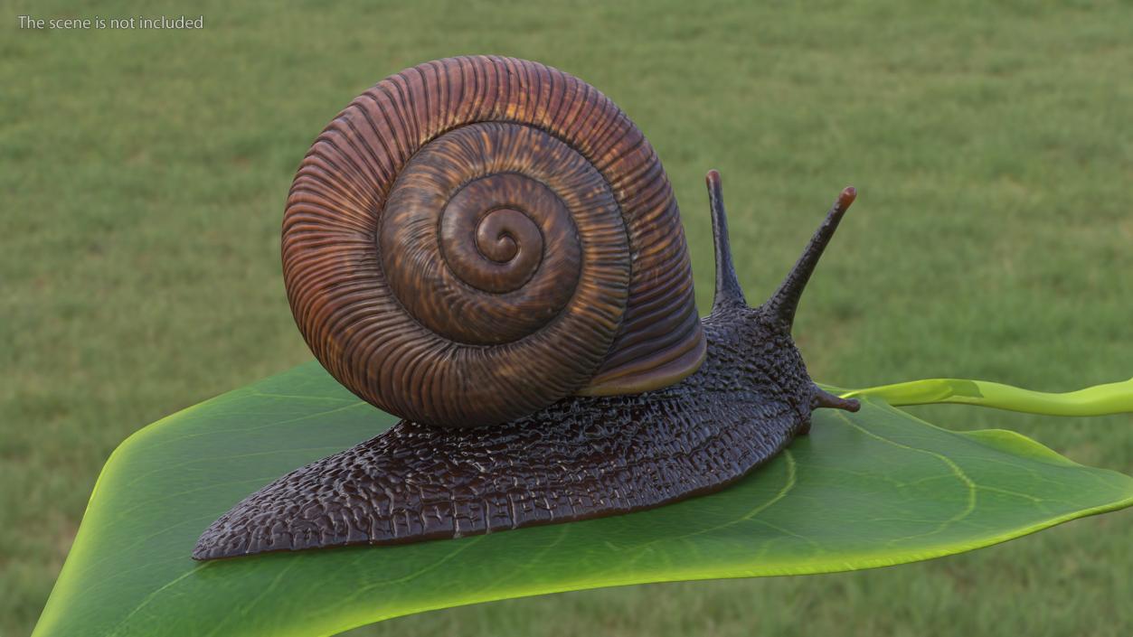 Garden Snail Crawls on a Leaf 3D model