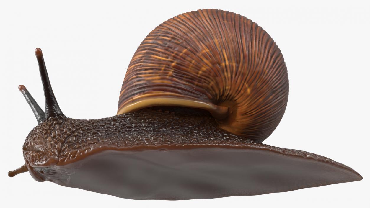 Garden Snail Crawls on a Leaf 3D model