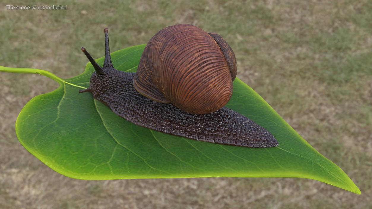 Garden Snail Crawls on a Leaf 3D model