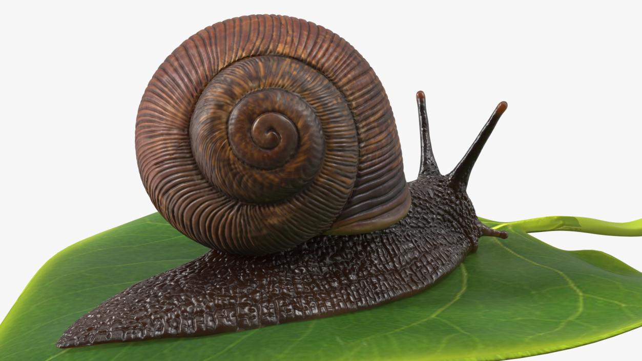 Garden Snail Crawls on a Leaf 3D model