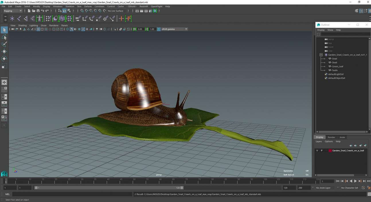 Garden Snail Crawls on a Leaf 3D model