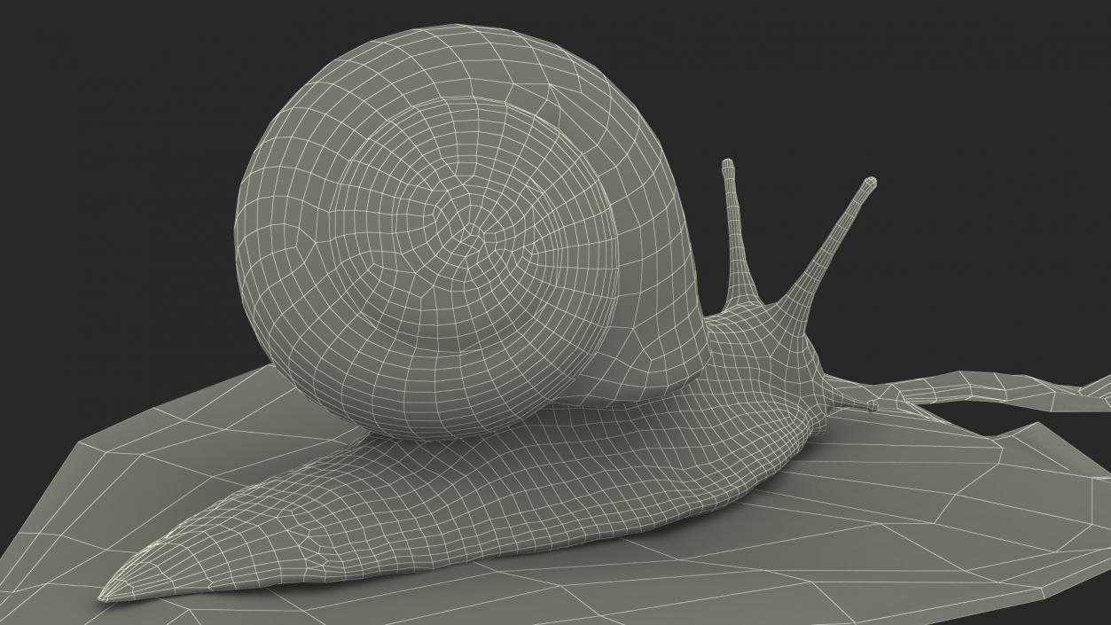 Garden Snail Crawls on a Leaf 3D model