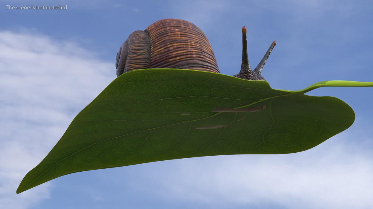 Garden Snail Crawls on a Leaf 3D model