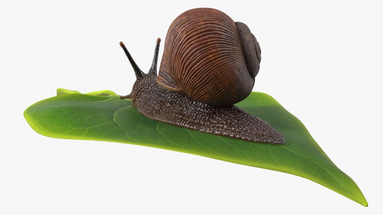 Garden Snail Crawls on a Leaf 3D model