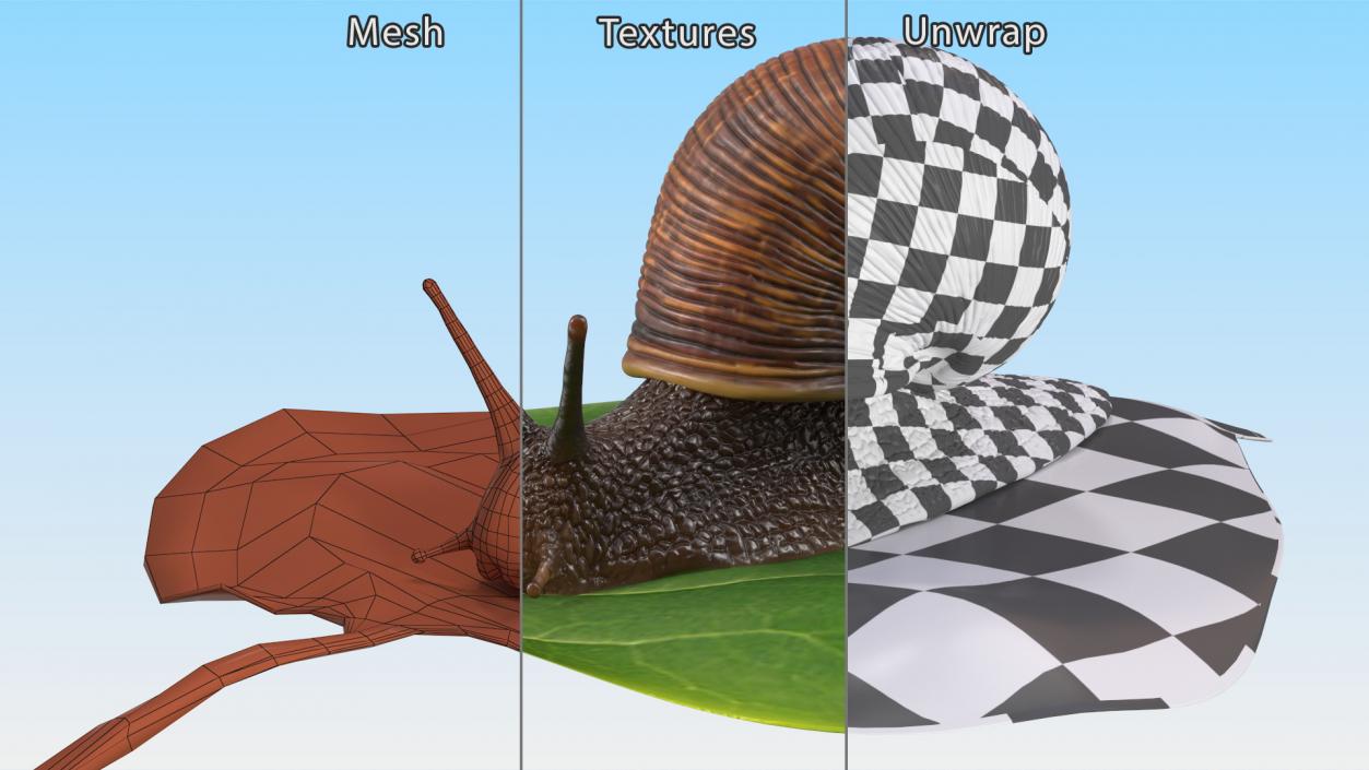 Garden Snail Crawls on a Leaf 3D model