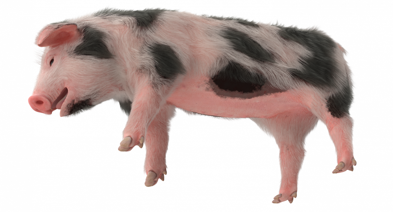 Pig Piglet Pietrain with Fur Standing Pose 3D