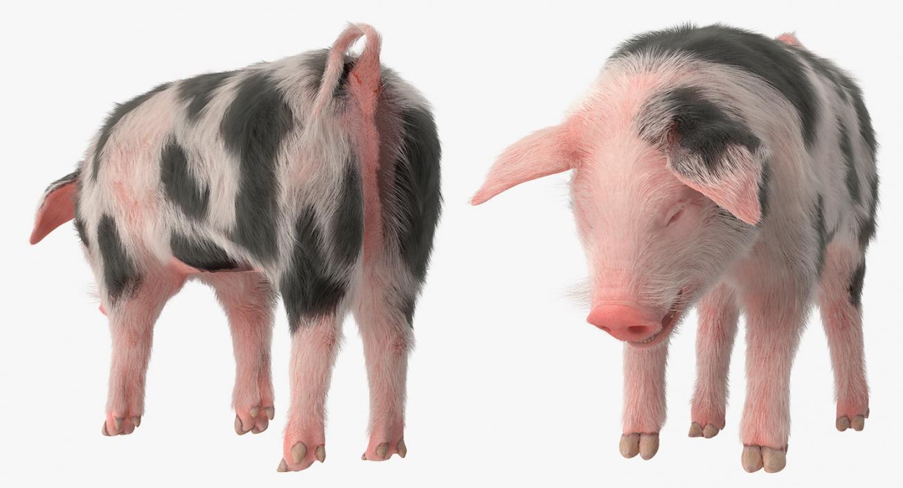 Pig Piglet Pietrain with Fur Standing Pose 3D