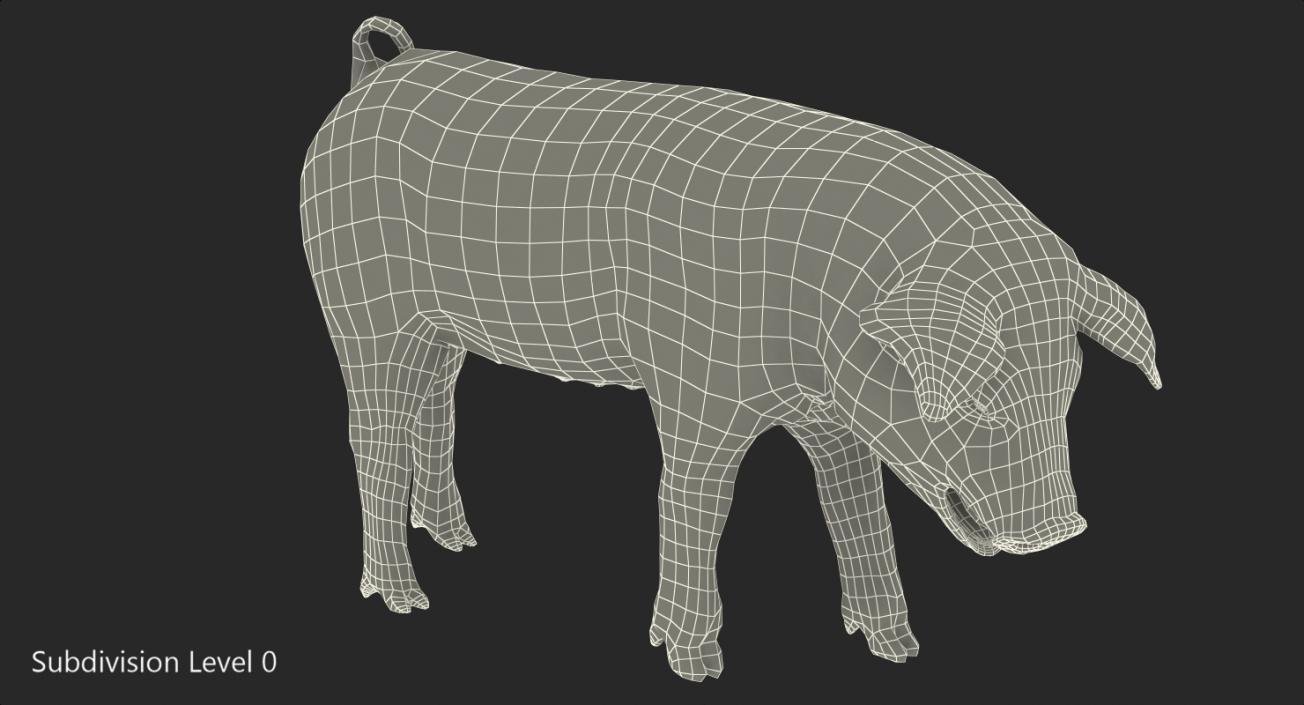 Pig Piglet Pietrain with Fur Standing Pose 3D