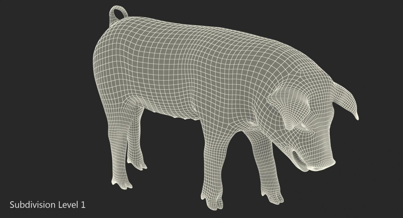 Pig Piglet Pietrain with Fur Standing Pose 3D