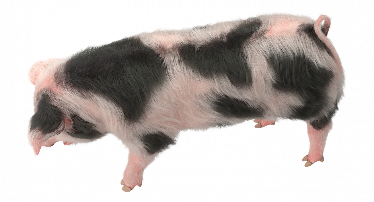 Pig Piglet Pietrain with Fur Standing Pose 3D