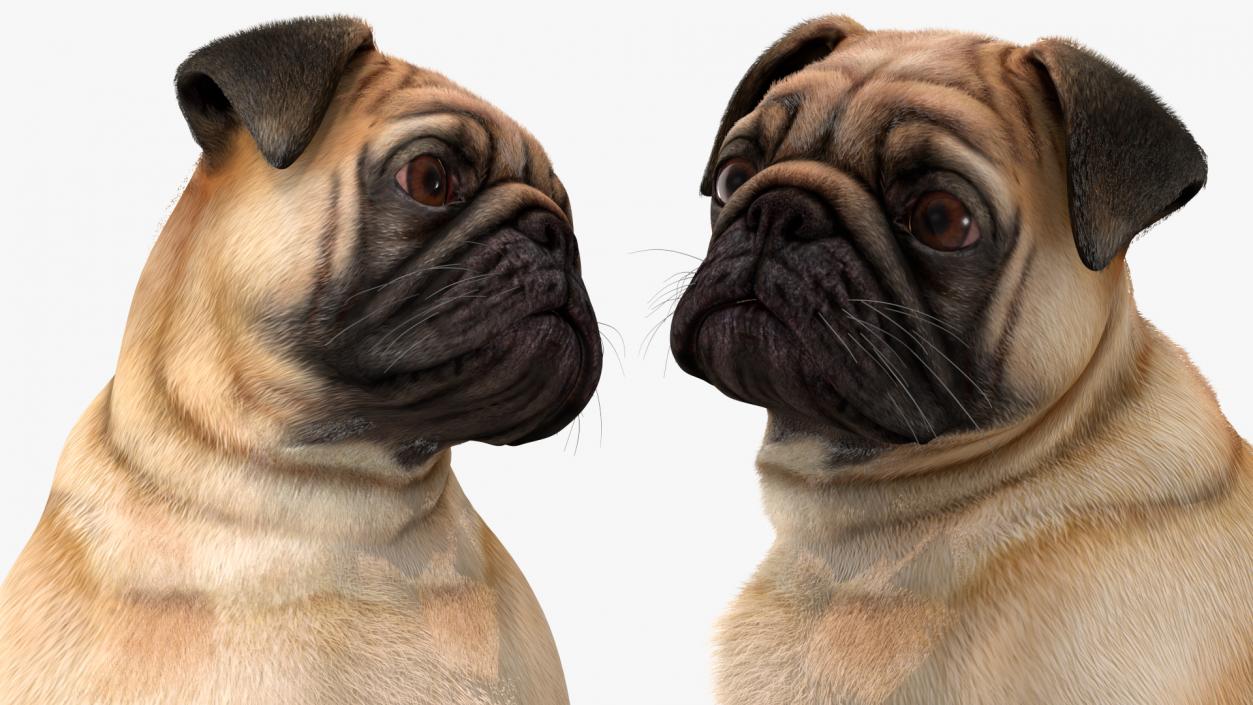 Pug Dog Sitting Pose Fur 3D model