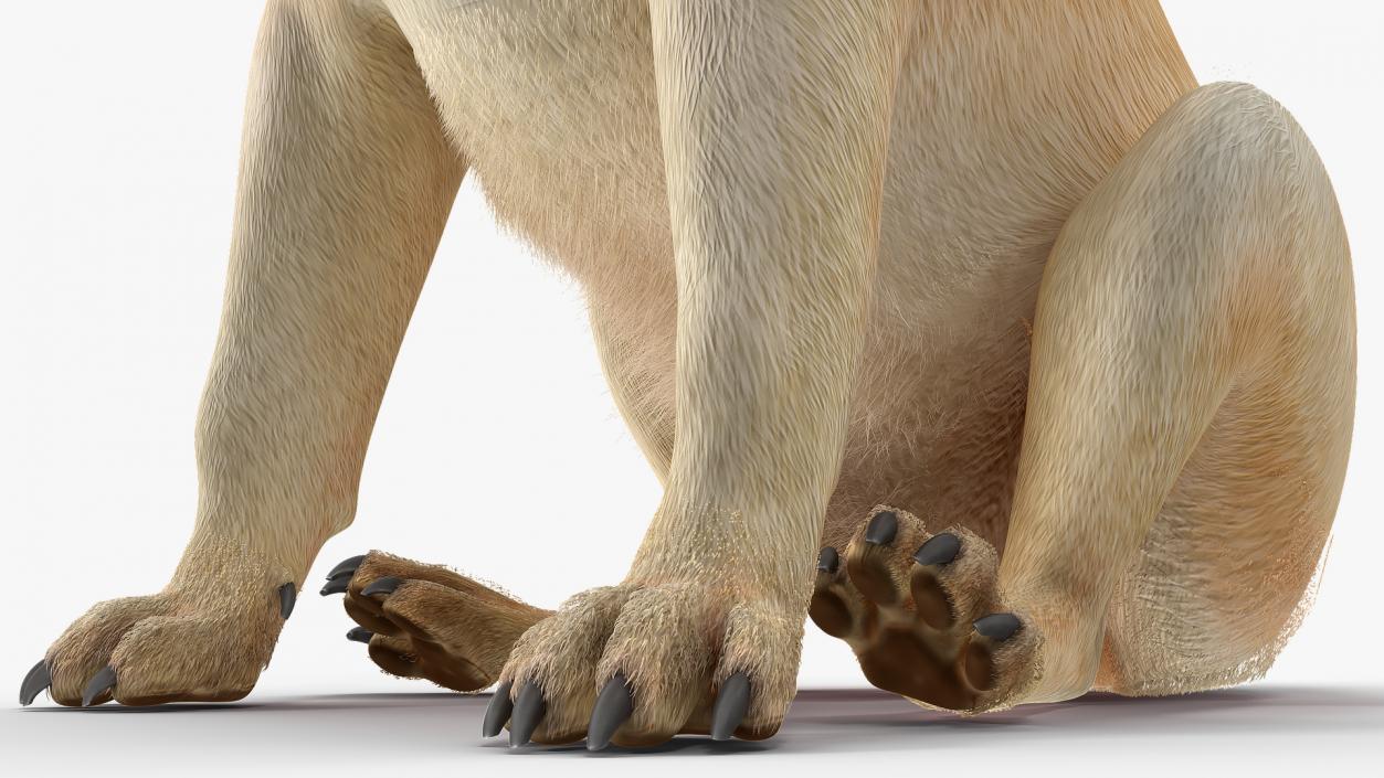 Pug Dog Sitting Pose Fur 3D model