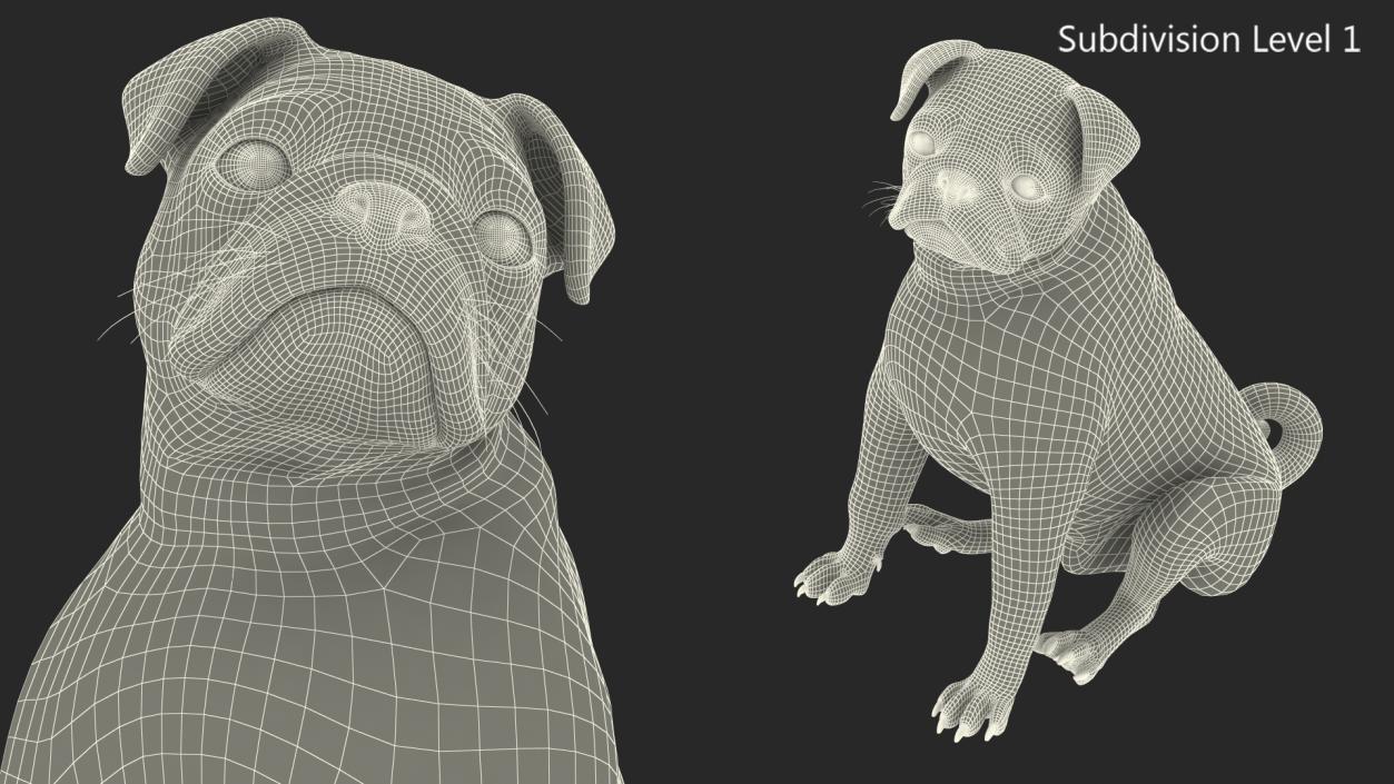 Pug Dog Sitting Pose Fur 3D model